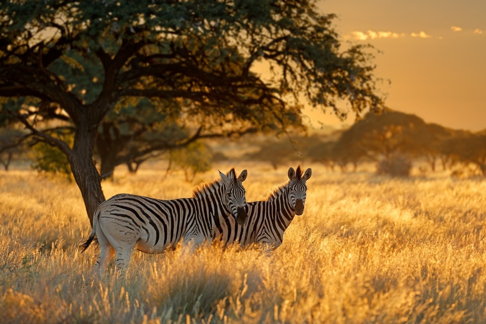 Explore Africa: The Ultimate International Travel Experience